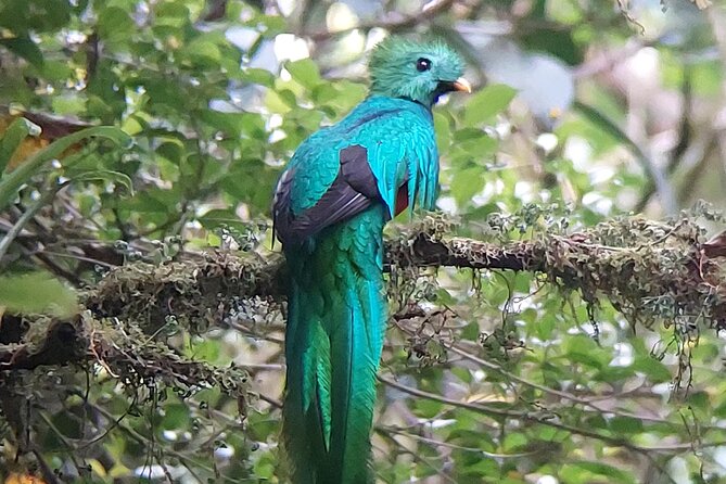 Monteverde Cloud Forest Tour - Discover the Magic of the Monteverde Cloud Forest with a Guided Tour