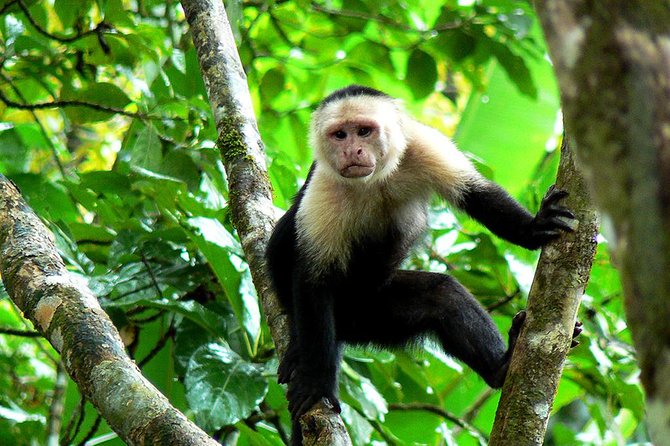 Manuel Antonio National Park Tour From San Jose. - Final Words