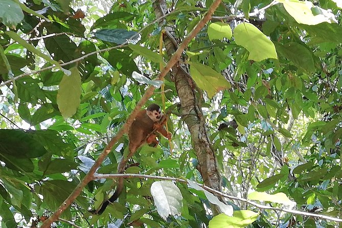 Manuel Antonio National Park Tour From San Jose. - Final Thoughts: Who Will Love This Tour?