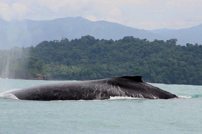 Snorkeling with whale and dolphin waching, Tour Manuel Antonio - Key Points