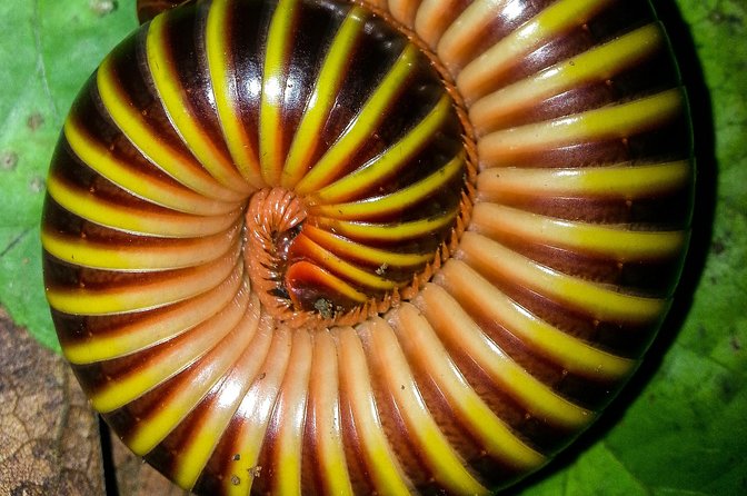 Jungle Night Tour Manuel Antonio - Who Will Love This Tour?