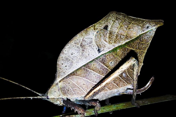 Jungle Night Tour Manuel Antonio - Exploring the Nighttime Magic of Manuel Antonio
