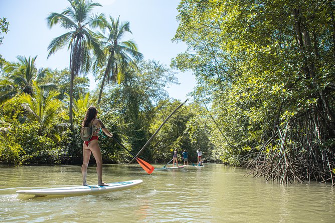 Paddle Board Mangrove Tour - An In-Depth Look at the Paddle Board Mangrove Tour