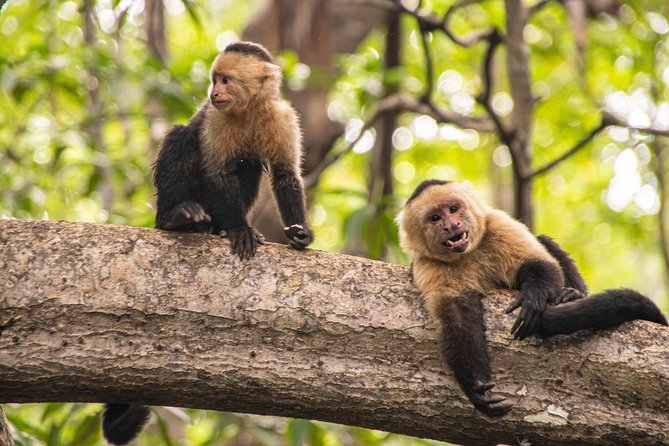 Paddle Board Mangrove Tour - The Sum Up