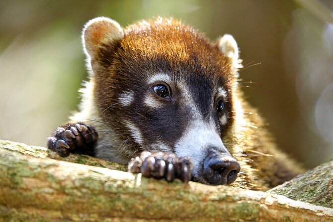 3-Hour Damas Mangrove Kayak Tour - Who Should Consider This Tour?