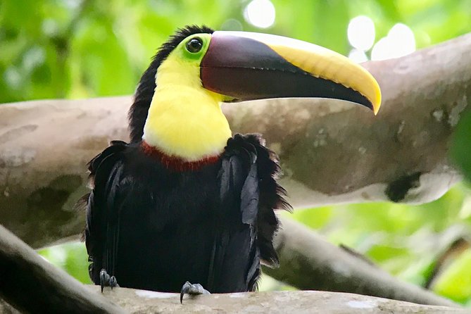 Manuel Antonio National Park Wildlife Tour - FAQ