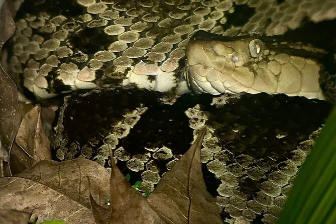 Shared Night Tour Forest Experience in Manuel Antonio - Final Thoughts