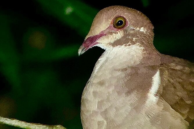 Shared Night Tour Forest Experience in Manuel Antonio - A Close Look at the Night Tour Forest Experience
