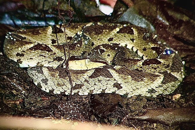 Shared Night Tour Forest Experience in Manuel Antonio - Key Points