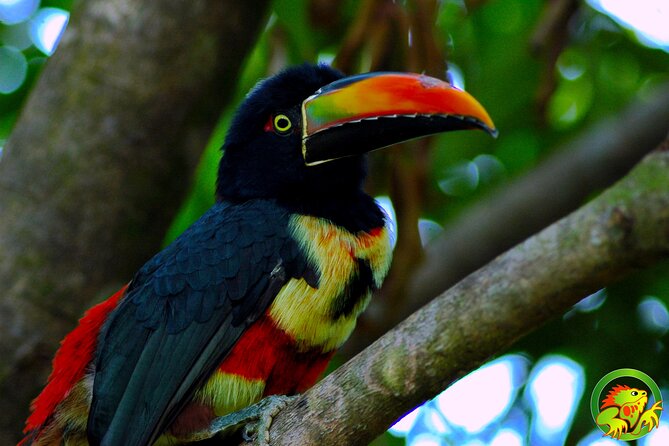 Damas Mangrove Boat Tour - Frequently Asked Questions (FAQs)