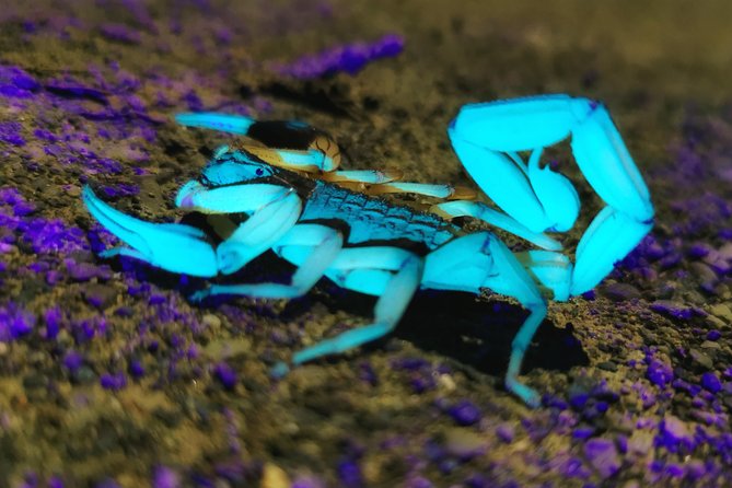 Jungle Night Tour Manuel Antonio - Why This Tour Is Worth Considering