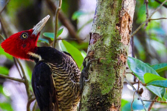 One-day adventure in Corcovado National Park - The Sum Up