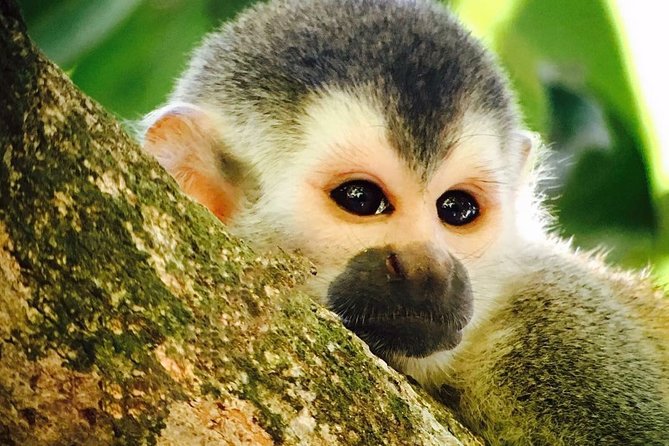 Manuel Antonio National Park full Wildlife - Why This Tour Stands Out