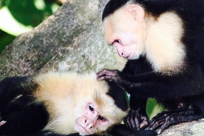 Manuel Antonio National Park: A Complete Wildlife Experience - Why It’s a Great Choice