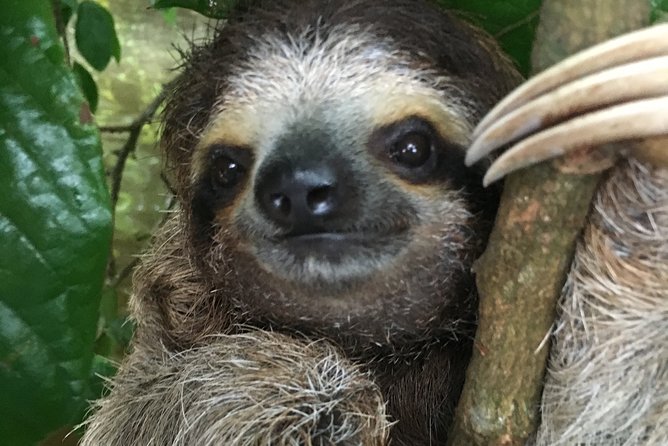 Manuel Antonio National Park full Wildlife - Who Should Book This Tour?