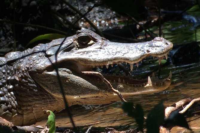 Night Tour Manuel Antonio - The Setting: Quepos and Its Nocturnal Forests