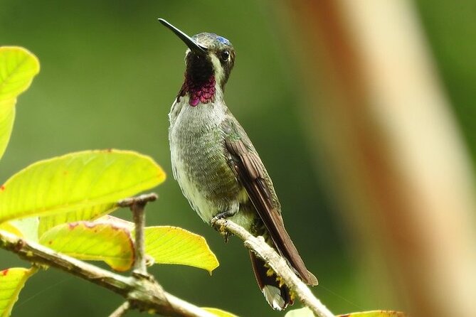 Guided Visit to Manuel Antonio National Park - Why This Tour Works Well