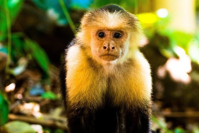 Guided Visit to Manuel Antonio National Park - Final Thoughts