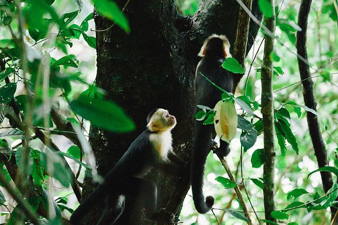 Manuel Antonio National Park Nature Walk - What to Expect on the Tour