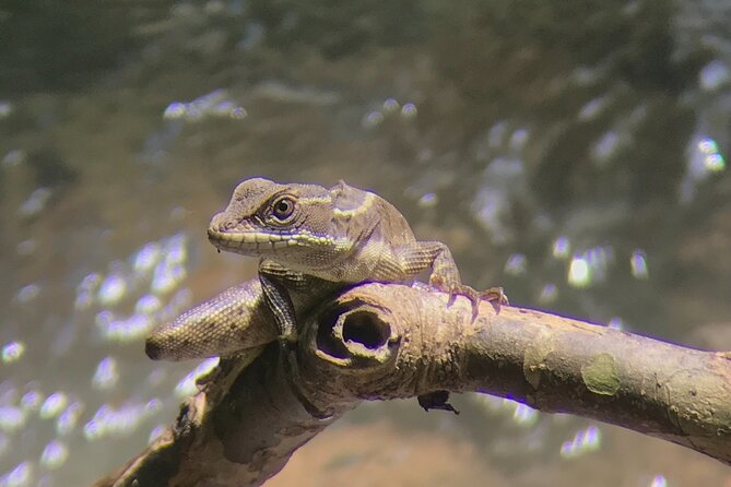 2-3-Hour Manuel Antonio Park Nature Guided Tour - Why This Tour Offers Good Value