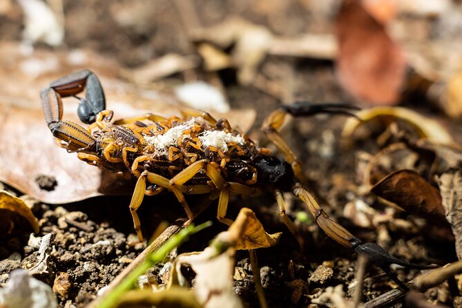 All-Inclusive Jungle Night Tour - Who Will Love This Tour?