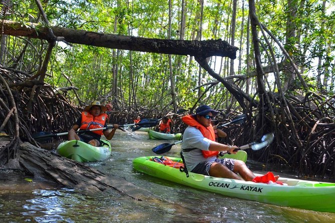 Mangrove Kayaking (or boat) Adventure - Key Points