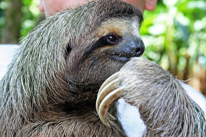 6-in-1 Tour: Cahuita National Park, Tortuguero Canals & More! - Transportation & Group Dynamics