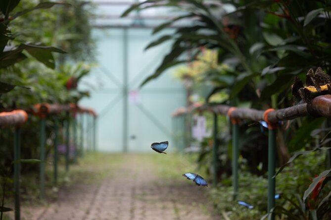 Butterfly Garden & Tortuguero Canals: A Unique Tropical Adventure - Beach Time at Playa Bonita
