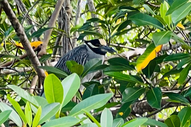 Half day Tortuguero Canal, Cahuita National Park & Puerto Limon - A Deep Dive into the Experience