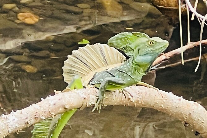 Half day Tortuguero Canal, Cahuita National Park & Puerto Limon - The Sum Up
