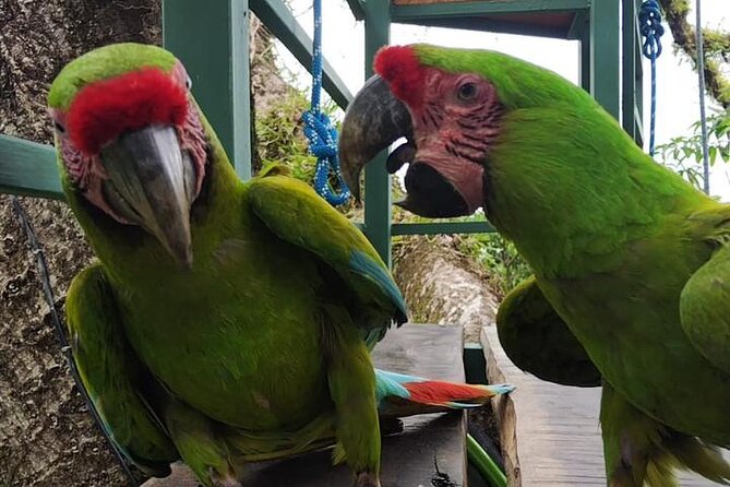 60m Tree Climbing Experience with Descent in Tarzan or Rapel - FAQs