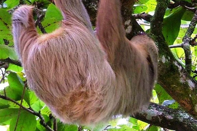 Combo Tour: Tortuguero Canal & Cahuita national Park - FAQs