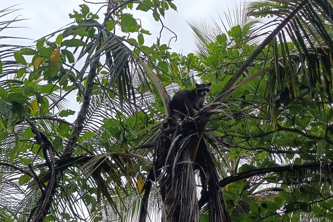 Punta Uva : Private Kayak, Wildlife & Tropical Fruit Experience - Key Points