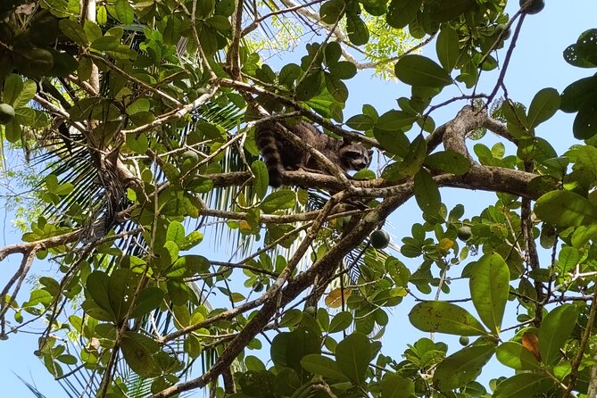 Punta Uva : Private Kayak, Wildlife & Tropical Fruit Experience - Why This Tour Excels for Travelers