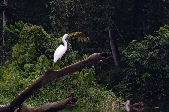 Punta Uva : Private Kayak, Wildlife & Tropical Fruit Experience - The Wildlife and Nature You Might See