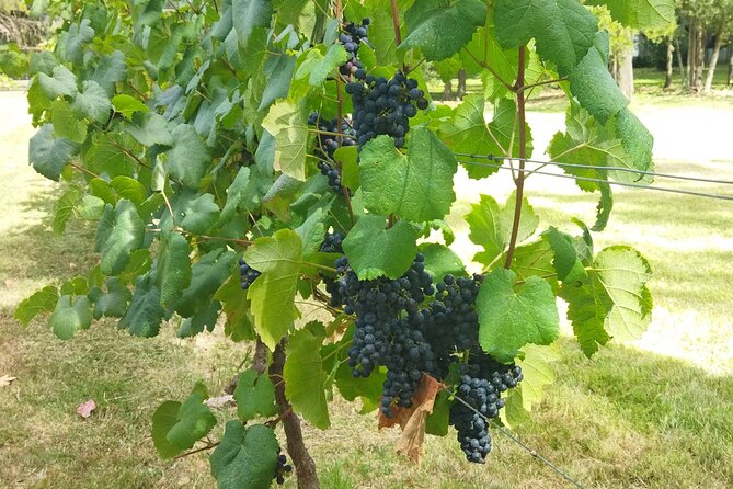 Visit to Legendary Winery in Montevideo - Final Thoughts