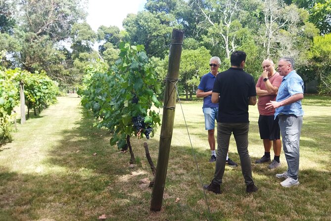 Visit to Legendary Winery in Montevideo - Practical Considerations: What You Need to Know