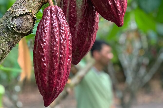 Tour 'Paso del Mango' chocolate & waterfalls - Key Points