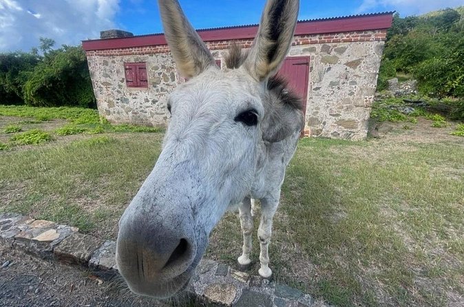 Explore St. John, Beaches and National Park Private Tour - FAQs