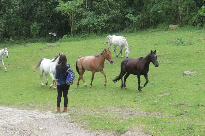 Hiking High Andean Forests - The Experience Through the Lens of Reviewers
