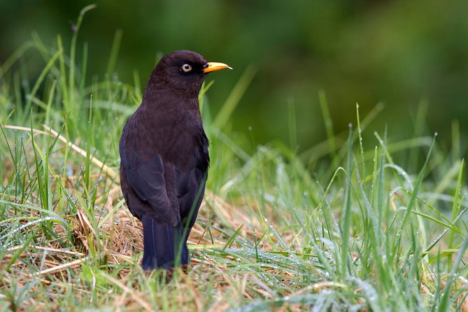 Discover the largest urban park in the world - Final Thoughts: Is This Tour Right for You?