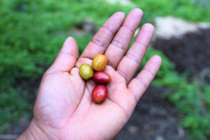 Salto del Tequendama and Hacienda del Cafe (Private Tour) - Who Will Love This Tour?