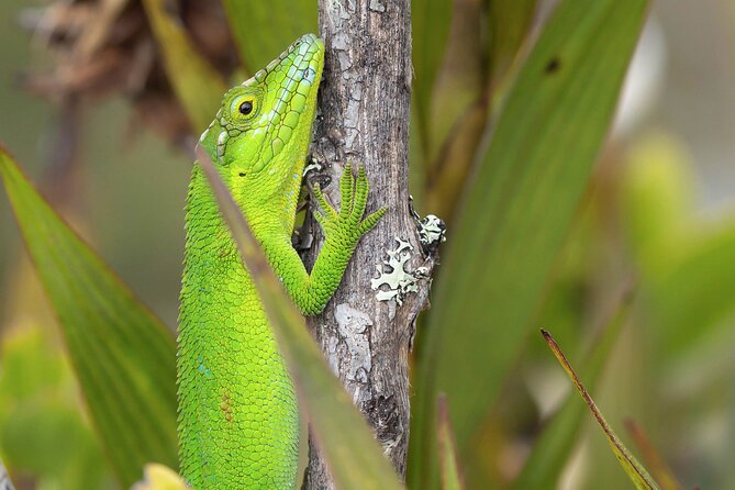 Chingaza Siecha & Cuchillas Lakes Trek - Frequently Asked Questions