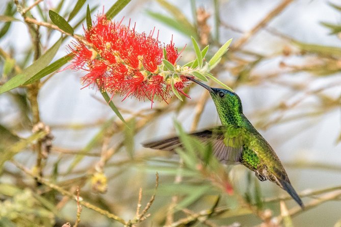 Hummingbirds of Colombia mini tour. 3d/2n - Final Thoughts
