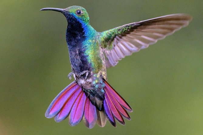 Hummingbirds of Colombia mini tour. 3d/2n - A Closer Look at the 3-Day Itinerary