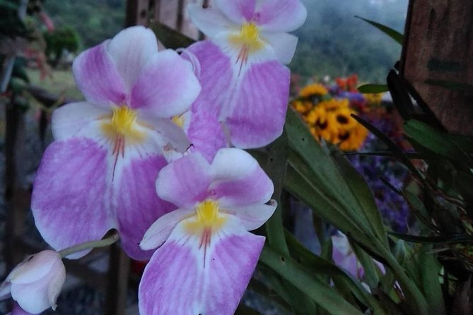 Exotic flowers farm and silleteros cultural tour - What’s Included and What’s Not