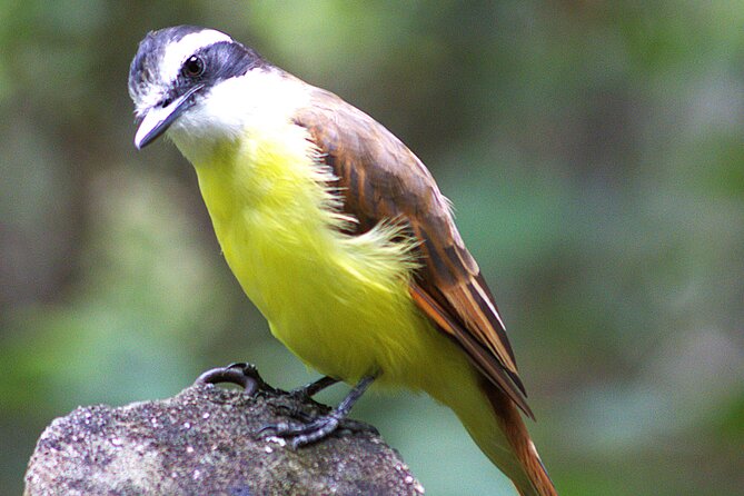 The best Private Tour to Jungle+Rafting+Paragliding+Natural pool - Who Should Consider This Tour?