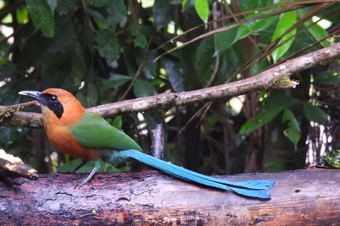 Jungle Tour Bird Watching and Local Fauna from Guatapé - Authentic Encounters with Colombia’s Nature