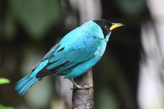 Jungle Tour Bird Watching and Local Fauna from Guatapé - Exploring the Details: What to Expect on This Jungle and Bird Watching Tour
