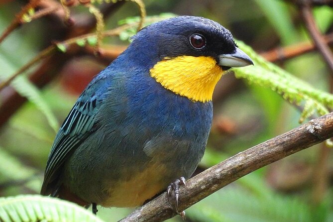 Jungle Tour Bird Watching and Local Fauna from Guatapé - Final Thoughts